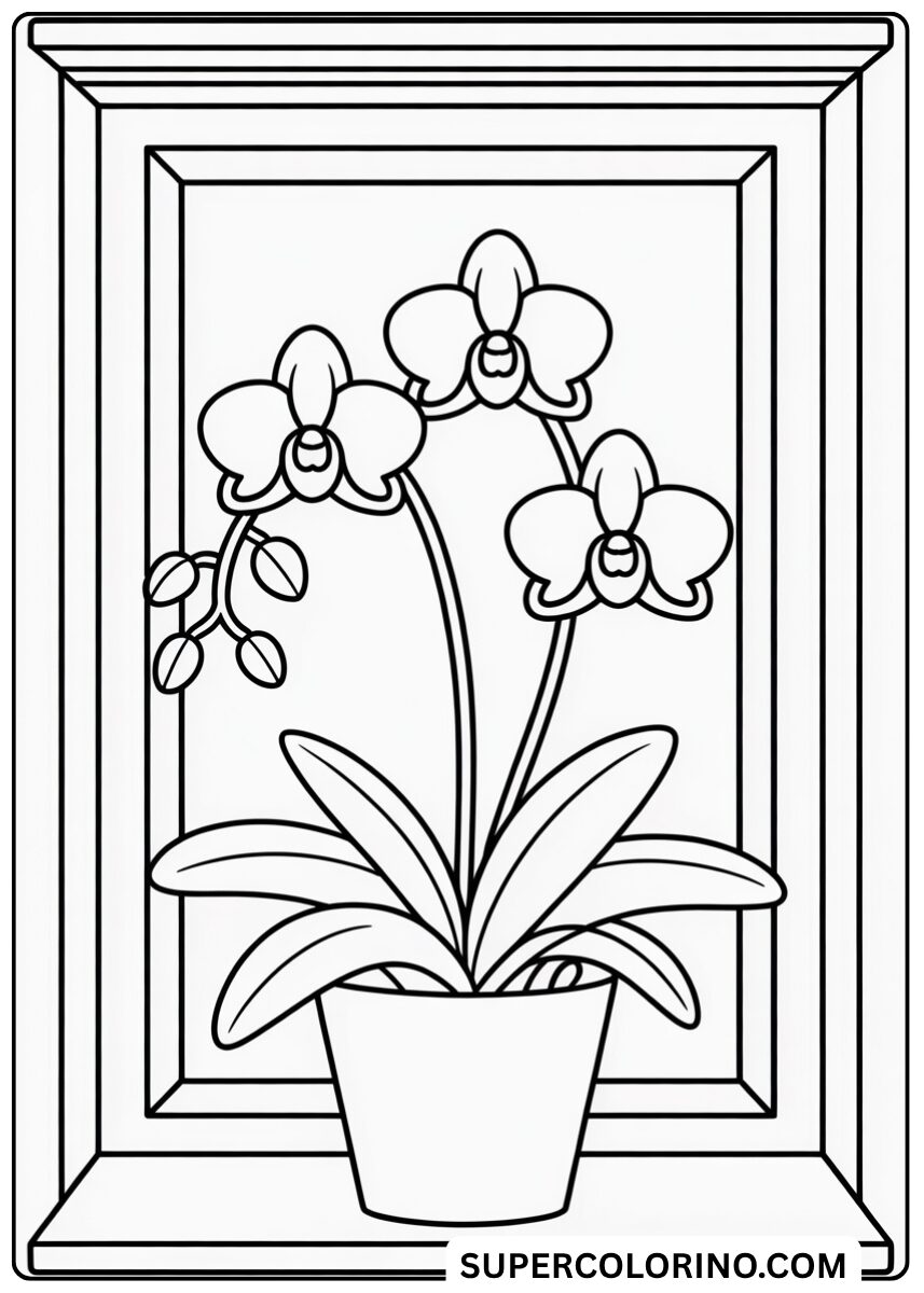 Colora l’orchidea in vaso alla finestra